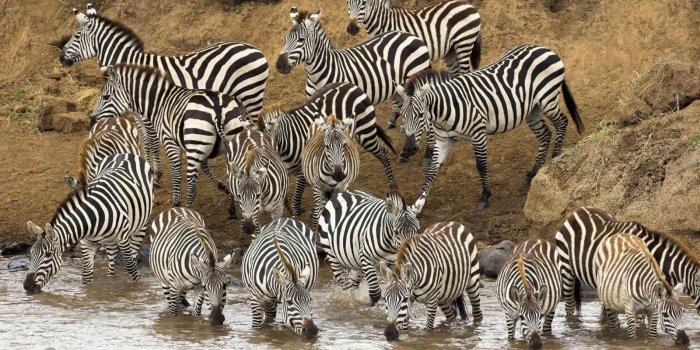 1600x900 40+ Wild Animal Desktop Wallpapers - Download at WallpaperBro