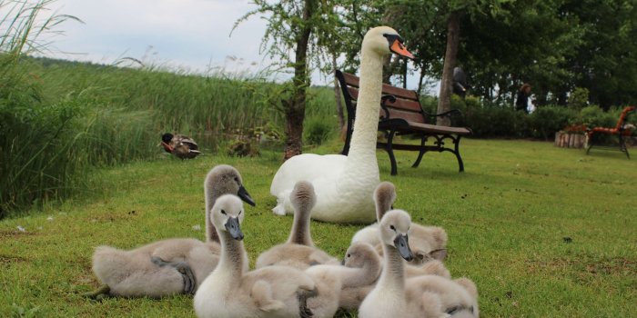 3456x2304 3073598 animals, baby, birds, swans, wild animals wallpaper and