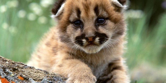 1600x1200 Baby+animals+wallpaper | Animals | Animales, Animales bonitos