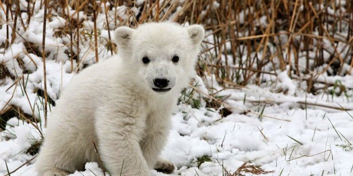 1024x768 Animal Picture Society