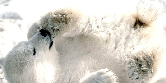 1504x1128 Polar, Bear, Baby, HD Animal Wallpapers, Pet Love, Amazing Pets