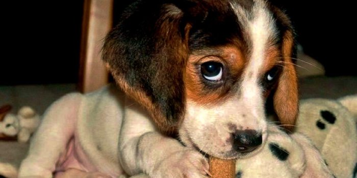 1368x819 Baby Wildlife Wallpaper | Wallpapers For You