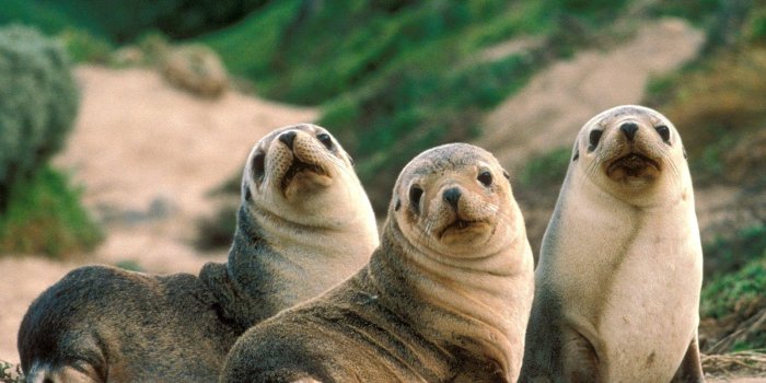 1600x1200 Wild Animal Wallpapers