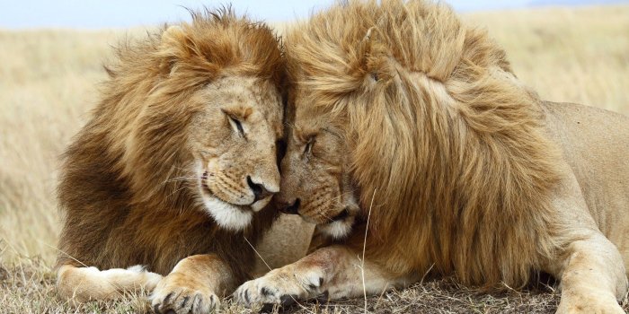 1920x1080 Download Lion couple wild animal wallpaper - Wild animals for your