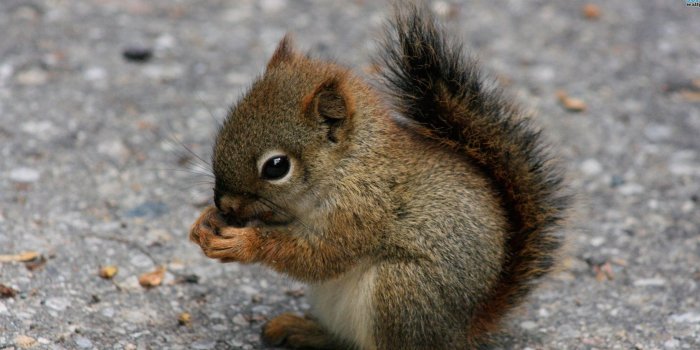 1824x972 Pictures of Baby Wild animals on Animal Picture Society