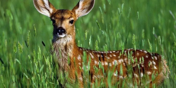 1024x768 Fawn - Wild Animals Wallpaper (2603084) - Fanpop