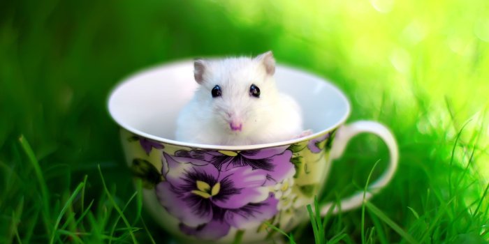 2560x1600 69+ Animal Nature Wallpapers on WallpaperPlay