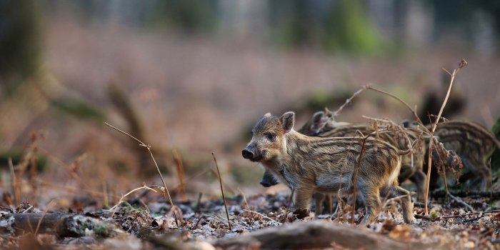 2560x1707 5042980 Boar, Baby Animal, Wildlife wallpaper and background