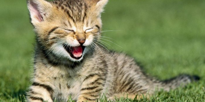 1280x1024 Desktop baby wild animals wallpaper download