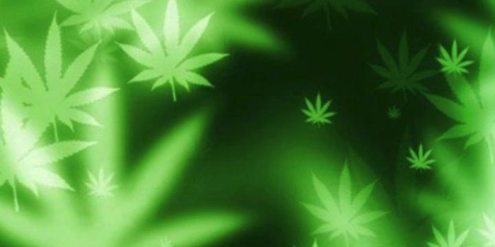 720x1280 Weed Live Wallpaper for Android - APK Download
