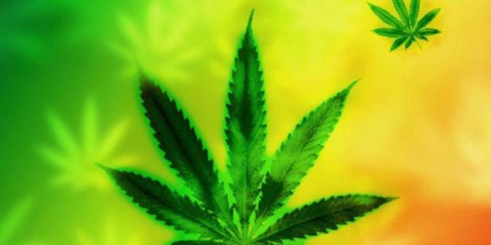 720x1280 Weed Live Wallpaper for Android - APK Download