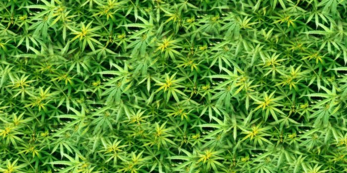 1280x800 Weed Live Wallpaper Download | The App Store