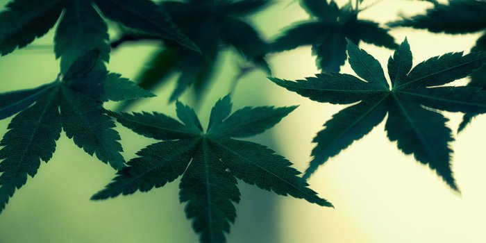 1920x1080 Weed Live Wallpapers