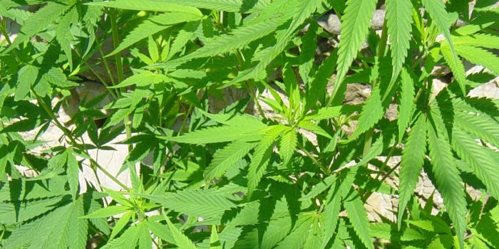 1280x960 Marijuana Wallpaper Hd (46+ images) on Genchi.info