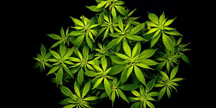 1280x800 Weed Live Wallpaper - Wallpaper HD Background