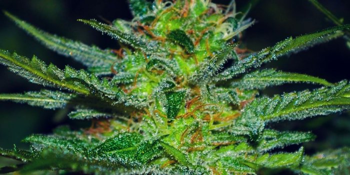 1280x2272 5 Free iPhone Marijuana Backgrounds - Cannabis Destiny