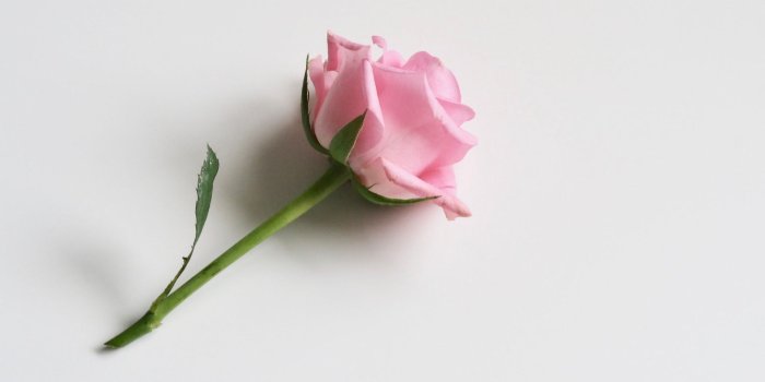 1920x1080 Single Rose Wallpaper - Wallpaper Stream