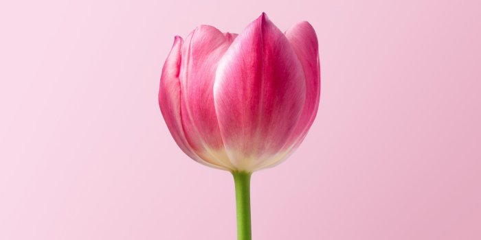 3554x1999 Single Pink Tulip Spring Flower, Pink Background ❤ 4K HD Desktop