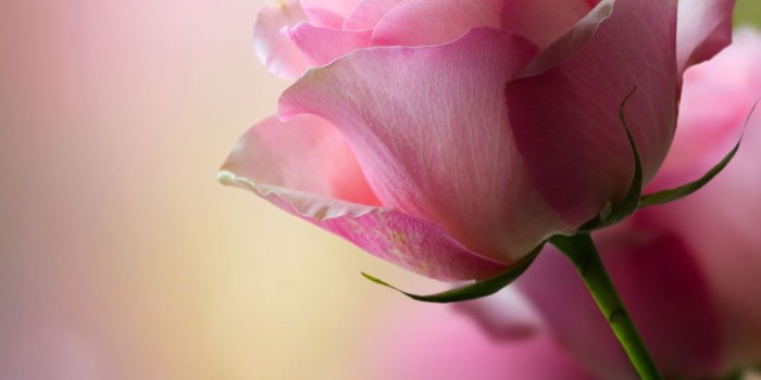 1500x1500 Single Pink Rose Wallpaper 1080p ~ Festival Wallpaper