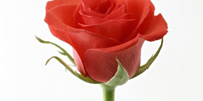 1024x768 Life is Better with a Cute Outfit: Single Red Rose Wallpapers for