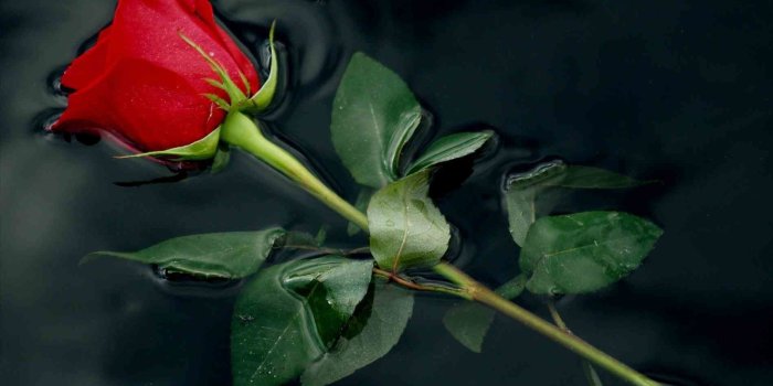 1899x2533 Single Red Rose Hd Wallpaper - (54+) Group Wallpapers