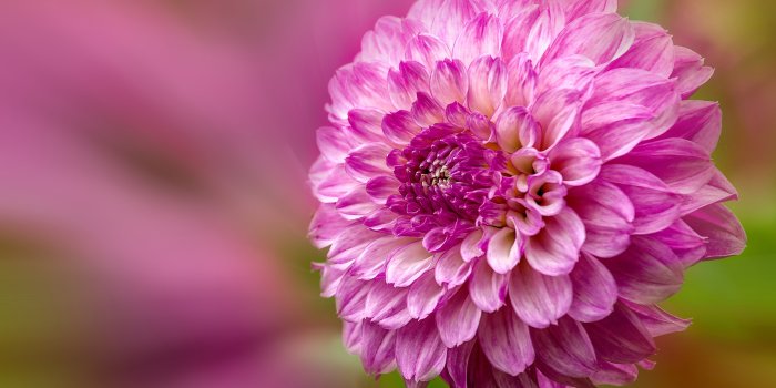 5120x3200 Beautiful Single Flower Wallpaper HD Download - HD Wallpapers