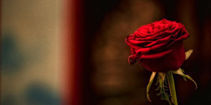 3840x2160 Single Red Rose Hd Wallpaper For Desktop - HD Image Flower and Rose