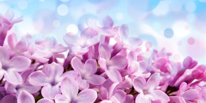 2560x1600 Single Lilac Flow HD Wallpaper, Background Images