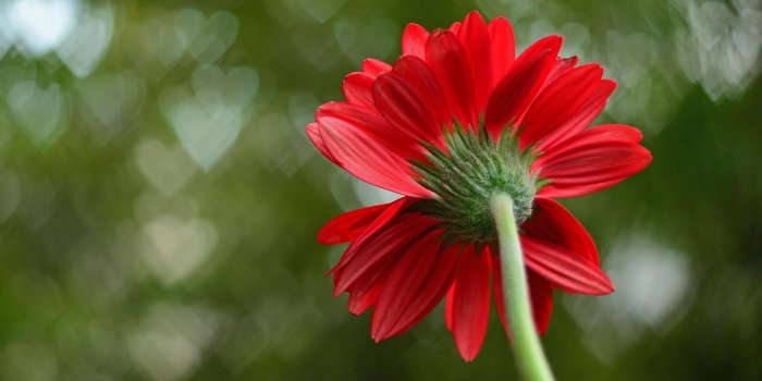 1920x1200 Single Flower Wallpaper Group (51+), Download for free