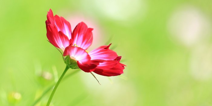 2560x1440 Single Flower Wallpapers (61+ background pictures)