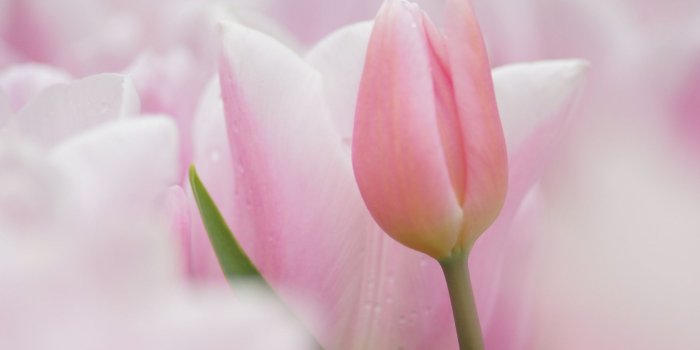 1920x1080 Single Tulip Flower Wallpaper - Flowers Healthy