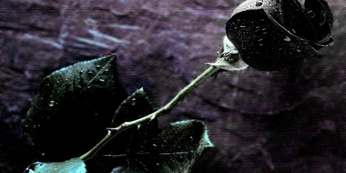 1500x1200 Single Black Rose Wallpaper Wide Wallpaper | WallpaperLepi