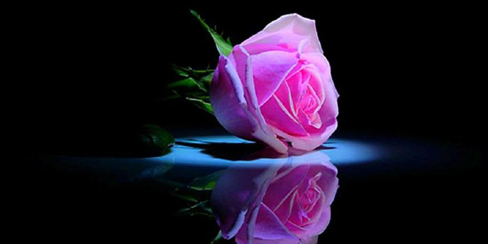 1200x797 Single Pink Rose Wallpaper Free ~ Festival Wallpaper