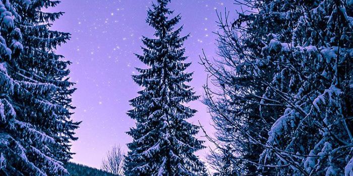 750x1334 iPhone7papers.com | iPhone7 wallpaper | nx97-snow-winter-wood-tree