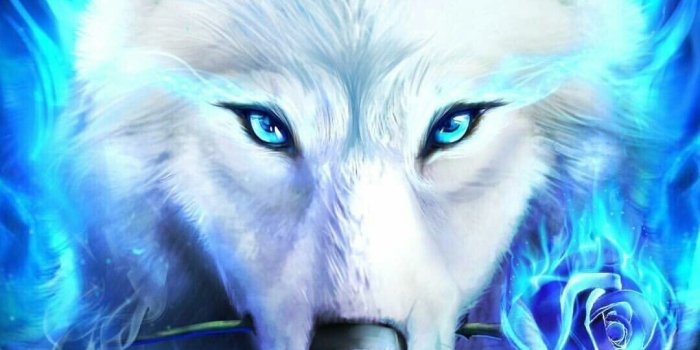 1080x1920 Blue Flame Wolf Wallpaper (75+ images)