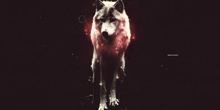 1920x1200 16811 hipster wolf wallpaper
