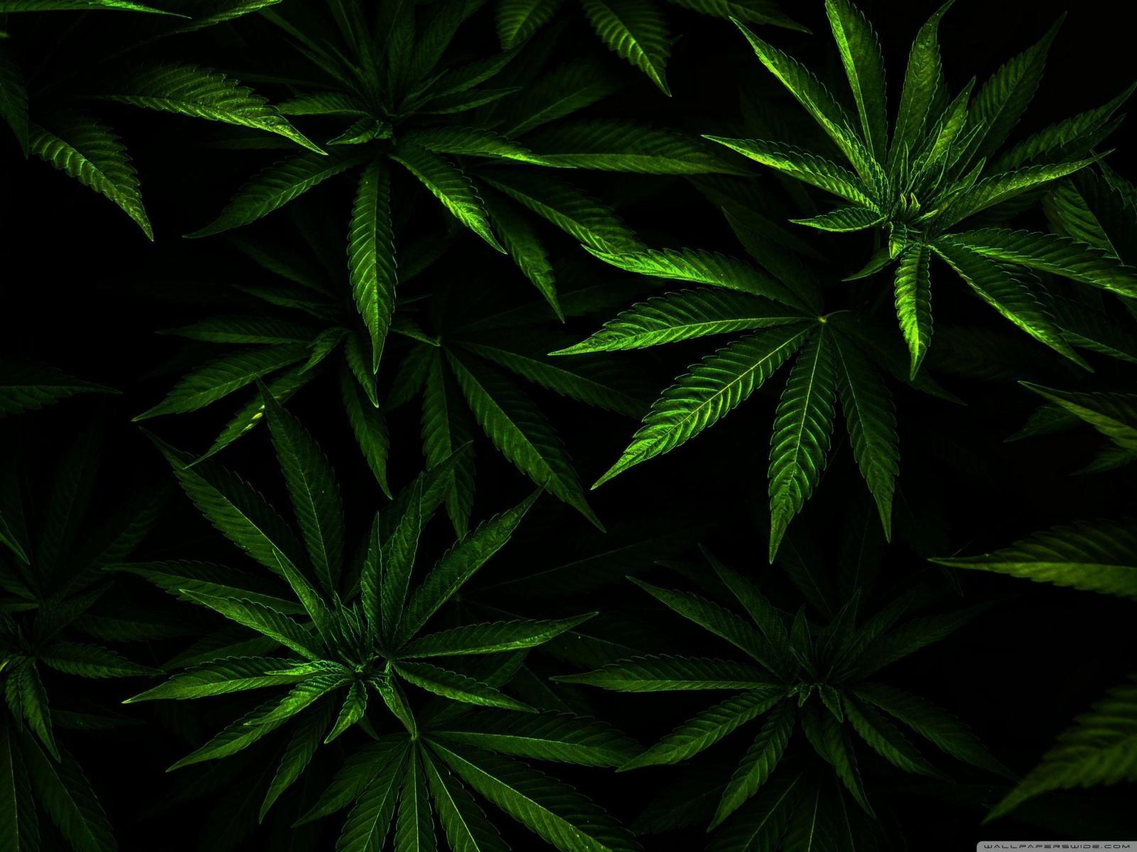 2800x2100 4K Marijuana Wallpapers - Top Free 4K Marijuana Backgrounds