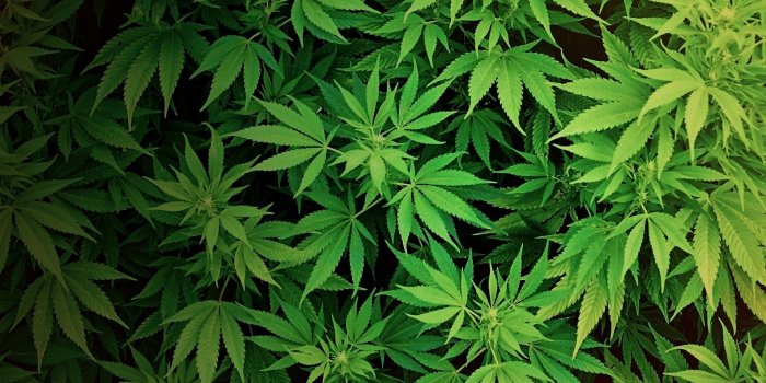 1920x1200 Cannabis Wallpapers - Top Free Cannabis Backgrounds - WallpaperAccess