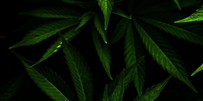 768x1280 cannabis wallpaper