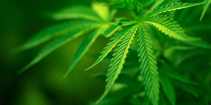 1600x1200 Marijuana Wallpaper Plants Nature Wallpapers in jpg format for free