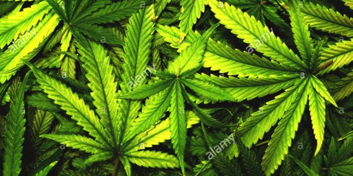 1183x879 Marijuana Wallpaper | Wallpapers Master