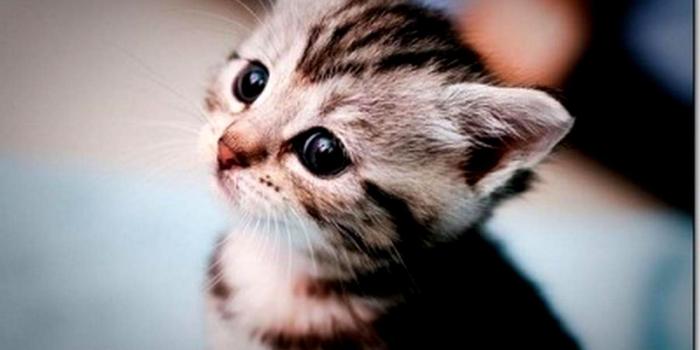 1579x976 Cute Kitten Wallpapers | Wallpapers Photos