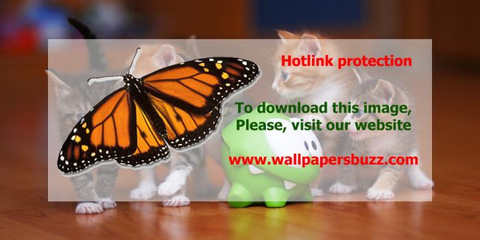 3840x2160 Five cute kittens HD Wallpaper