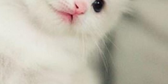 1080x1920 Cute Kitten Wallpaper (64+ images)