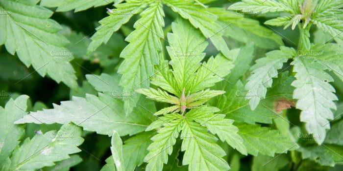 1820x1212 full frame of marijuana foliage, background wallpaper