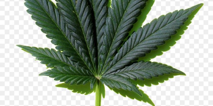 900x1480 Cannabis Leaf Background png download - 2508*4080 - Free Transparent
