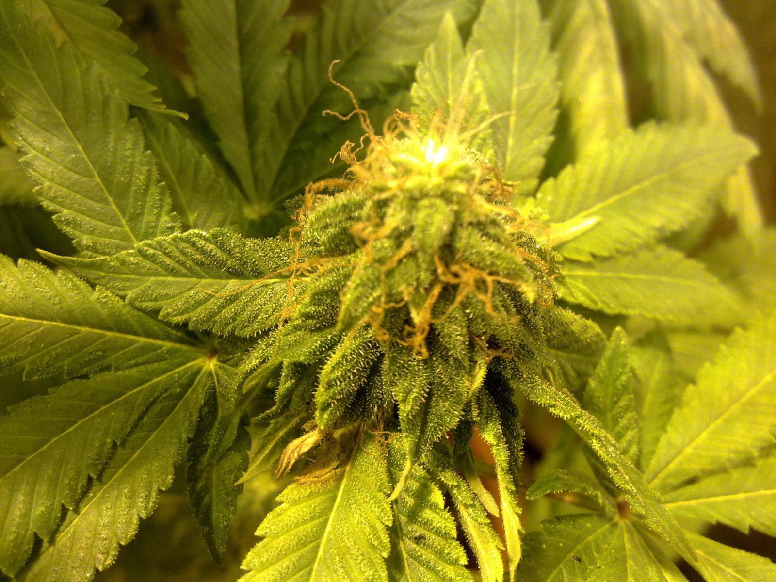 2560x1920 weed - Marijuana Wallpaper (16286413) - Fanpop