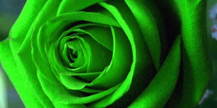 1080x1920 Green Rose Mobile Wallpaper | Best HD Wallpapers | WALLPAPERS
