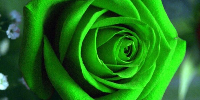 1360x2048 57+ Green Rose Wallpapers on WallpaperPlay