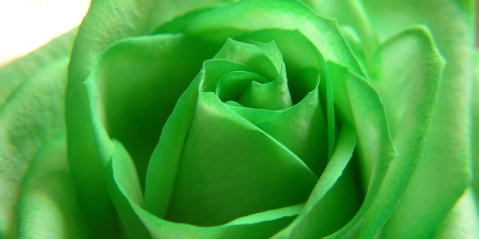 2880x1800 Green Rose Wallpapers Full HD 34627 - Baltana